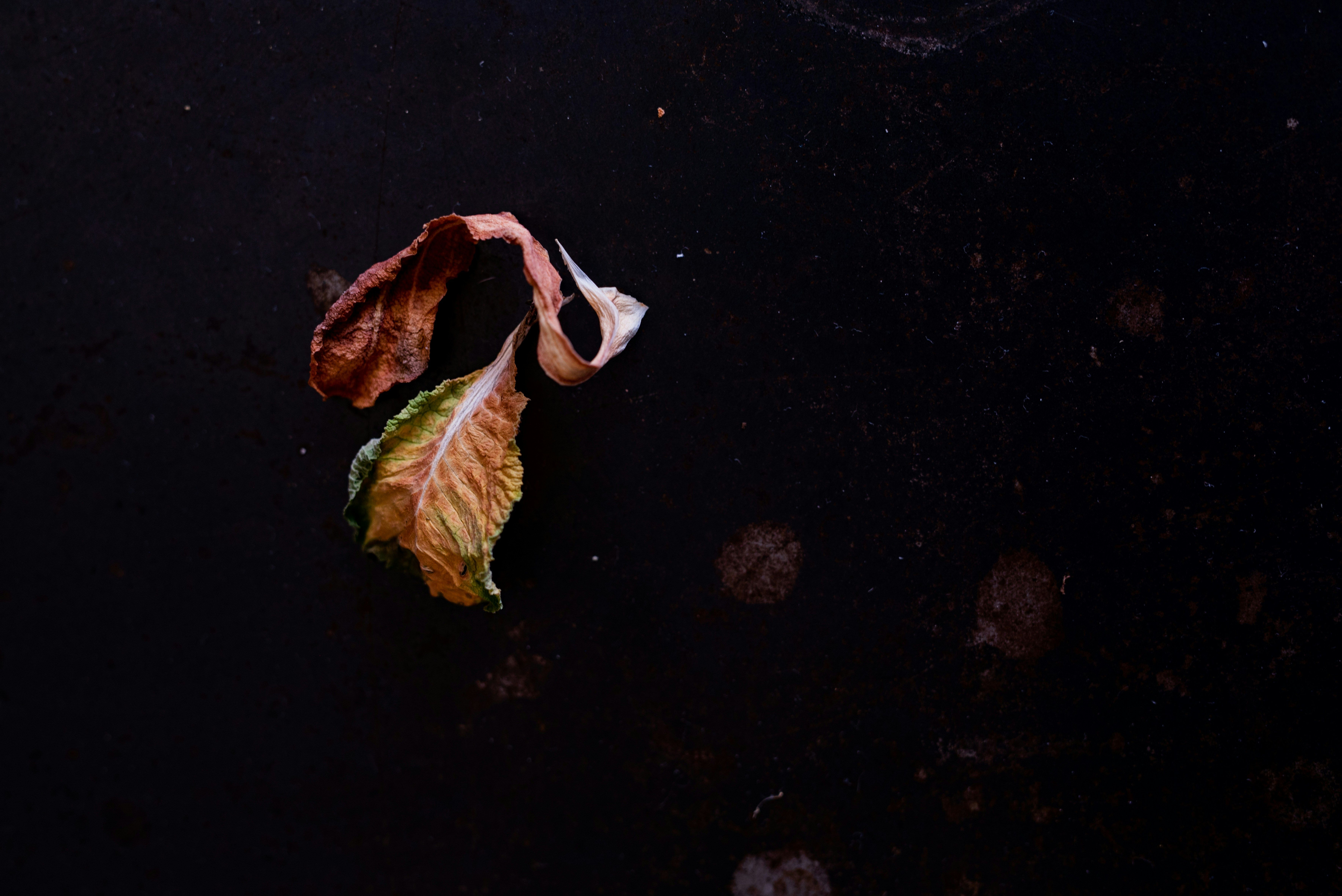 What is the Game turning to?